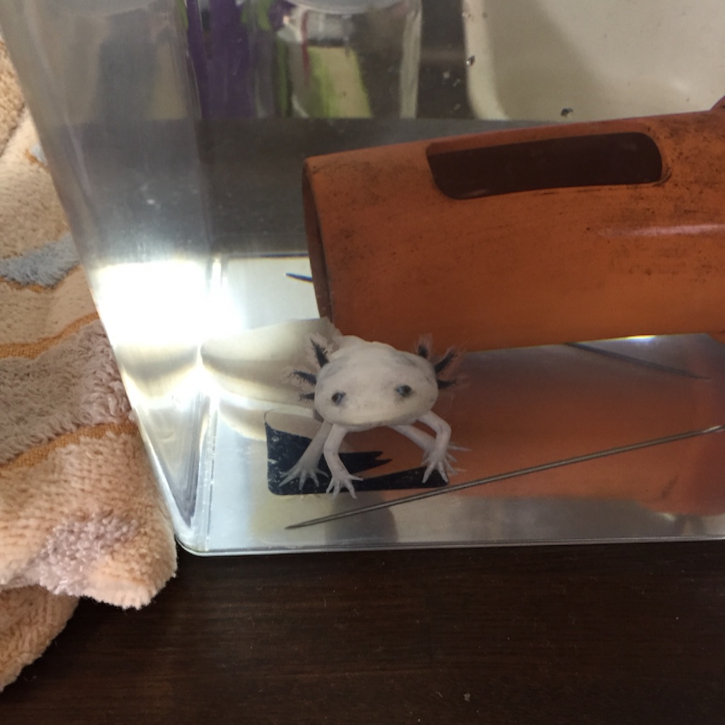 f:id:pini-kinoko:20150805234940j:image f:id:pini-kinoko:20150805234940j:image