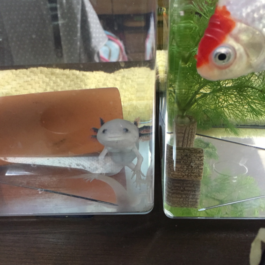 f:id:pini-kinoko:20150823140240j:image f:id:pini-kinoko:20150823140240j:image
