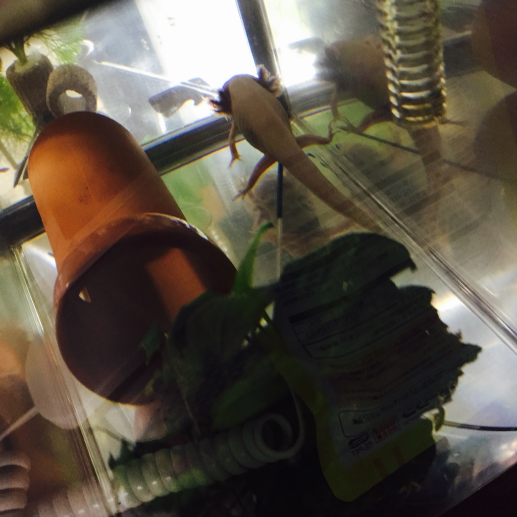 f:id:pini-kinoko:20150920235320j:image f:id:pini-kinoko:20150920235320j:image