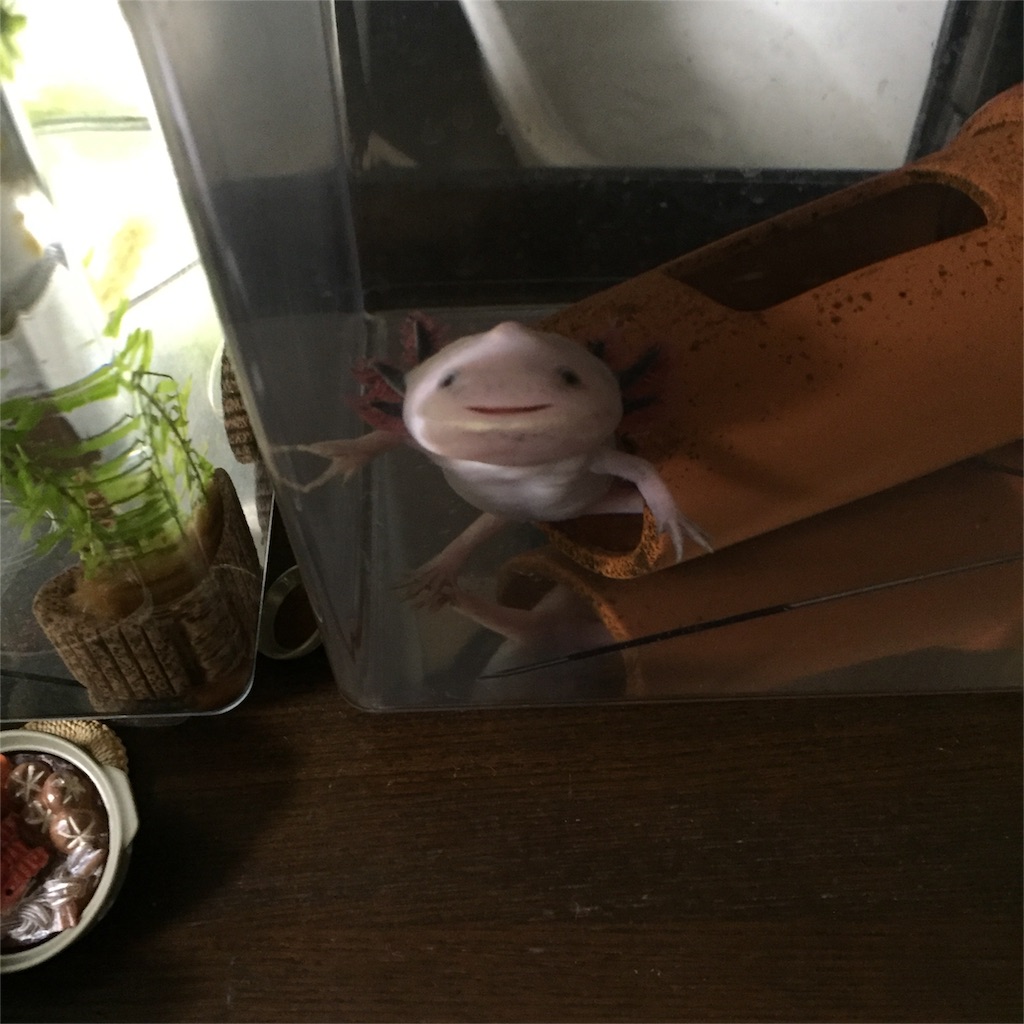 f:id:pini-kinoko:20160501222808j:image f:id:pini-kinoko:20160501222808j:image