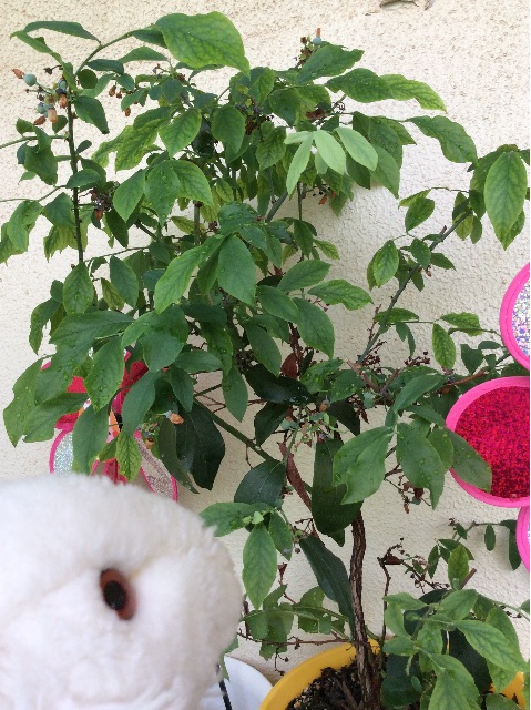 f:id:pinkdarknyan:20150530065507j:image f:id:pinkdarknyan:20150530065507j:image