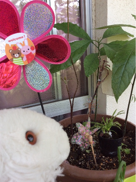 f:id:pinkdarknyan:20150530065538j:image f:id:pinkdarknyan:20150530065538j:image