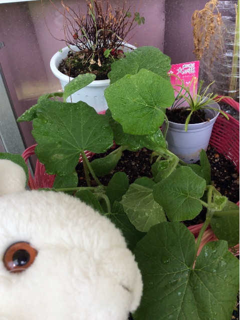 f:id:pinkdarknyan:20150530065637j:image f:id:pinkdarknyan:20150530065637j:image