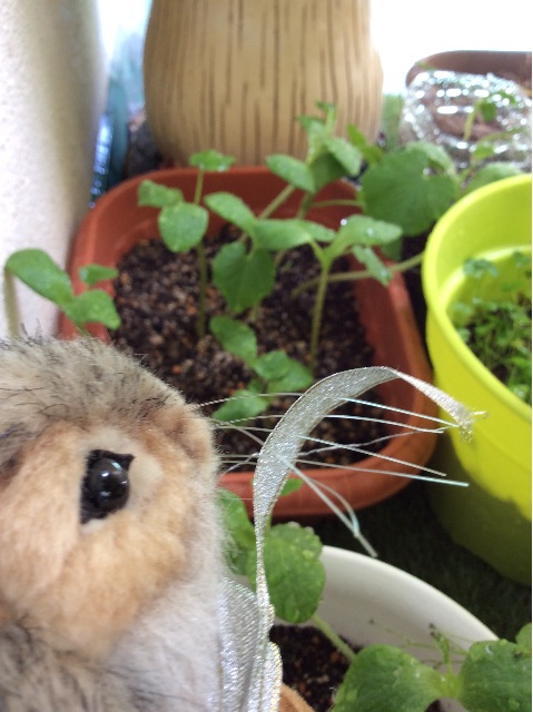 f:id:pinkdarknyan:20150530065754j:image f:id:pinkdarknyan:20150530065754j:image