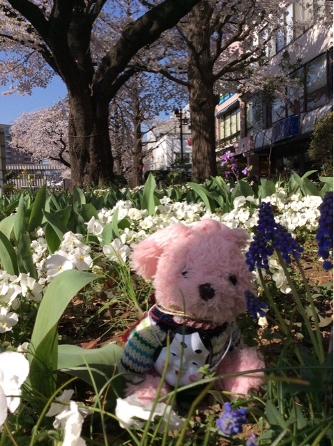 f:id:pinkstrawberryflavor:20150331195307j:plain f:id:pinkstrawberryflavor:20150331195307j:plain