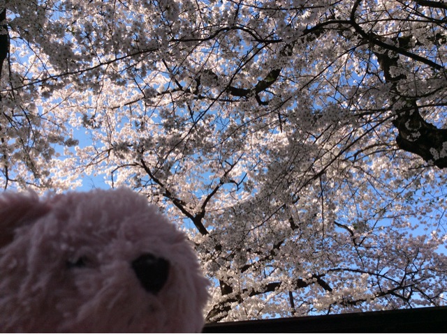 f:id:pinkstrawberryflavor:20150331195322j:plain f:id:pinkstrawberryflavor:20150331195322j:plain