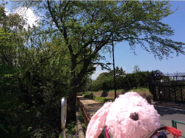 f:id:pinkstrawberryflavor:20150423153113j:image f:id:pinkstrawberryflavor:20150423153113j:image