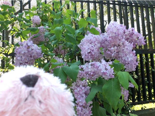 f:id:pinkstrawberryflavor:20150423153135j:image f:id:pinkstrawberryflavor:20150423153135j:image