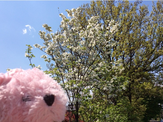 f:id:pinkstrawberryflavor:20150423153234j:image f:id:pinkstrawberryflavor:20150423153234j:image