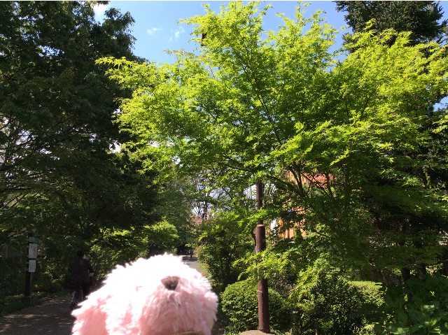 f:id:pinkstrawberryflavor:20150423153306j:image f:id:pinkstrawberryflavor:20150423153306j:image