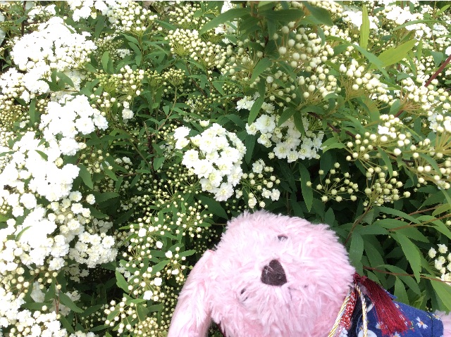 f:id:pinkstrawberryflavor:20150423153345j:image f:id:pinkstrawberryflavor:20150423153345j:image
