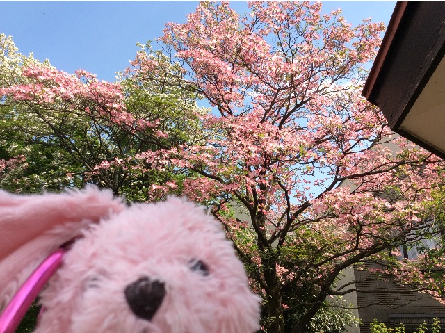 f:id:pinkstrawberryflavor:20150423180658j:image f:id:pinkstrawberryflavor:20150423180658j:image