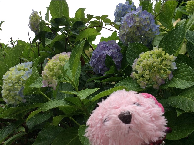 f:id:pinkstrawberryflavor:20150605133237j:image f:id:pinkstrawberryflavor:20150605133237j:image