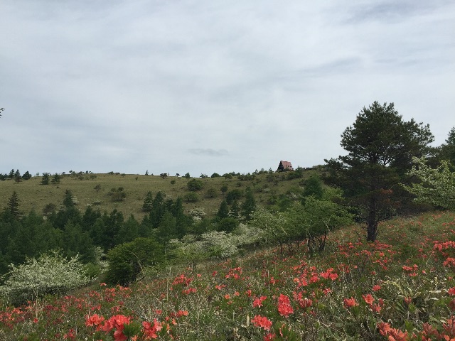 f:id:pinkumaaa:20150610050837j:image f:id:pinkumaaa:20150610050837j:image
