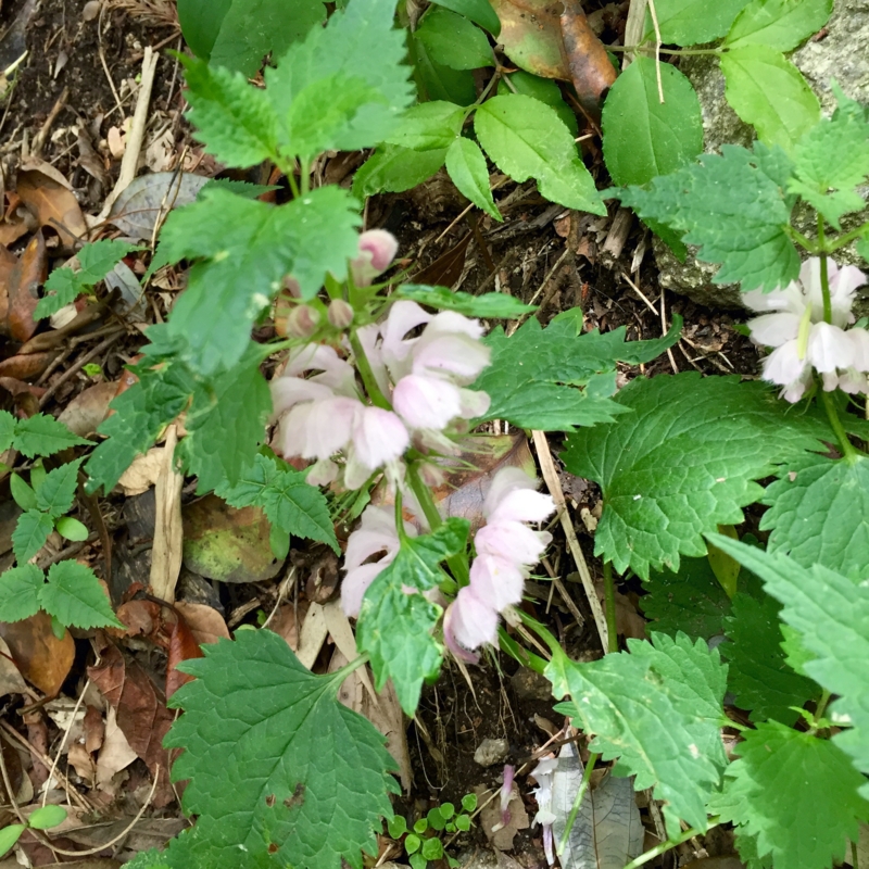 f:id:piscocoffee:20150507134858j:plain f:id:piscocoffee:20150507134858j:plain