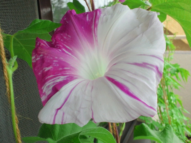 f:id:pistatio:20120814090000j:plain f:id:pistatio:20120814090000j:plain