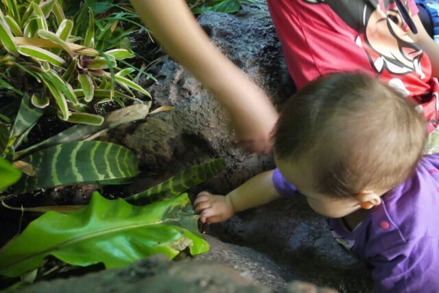f:id:planterplantan:20150620222348j:image f:id:planterplantan:20150620222348j:image