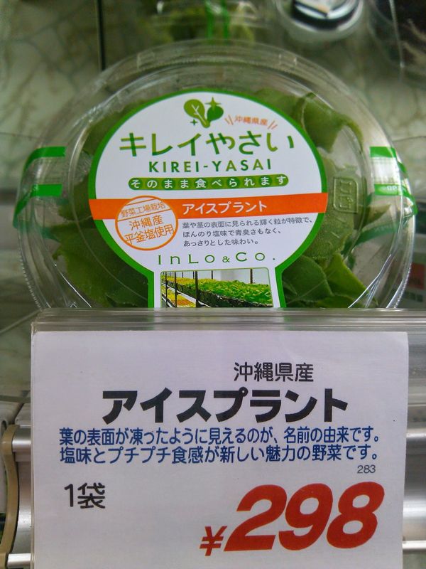 324円 年末のプロモーション特価! アイスプラント バラフ 100g冷蔵便 324円 年末のプロモーション特価! アイスプラント バラフ 100g冷蔵便