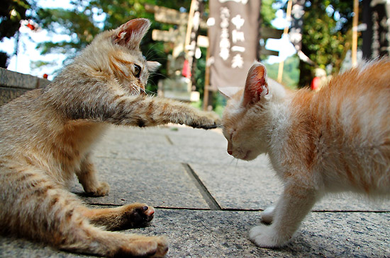 f:id:pleasegoodtimes:20141001232001j:plain f:id:pleasegoodtimes:20141001232001j:plain