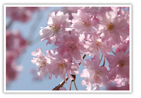 f:id:pleasure10501:20150419160026p:plain