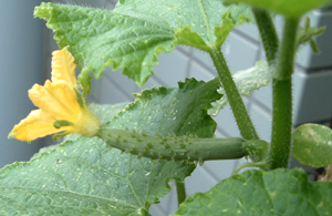 f:id:plnttr831:20100624103407j:image