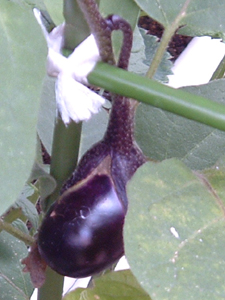 f:id:plnttr831:20100728122942j:image