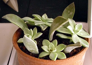 f:id:plnttr831:20101229142424j:image