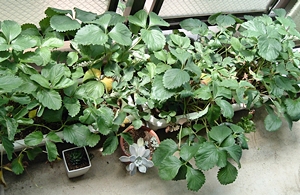 f:id:plnttr831:20110630111258j:image