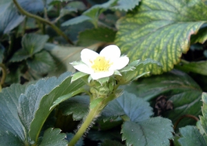f:id:plnttr831:20111109104921j:image