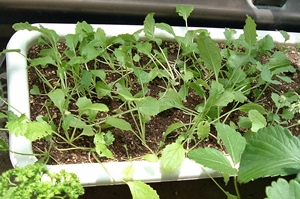 f:id:plnttr831:20120514122724j:image