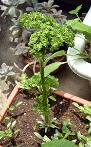 f:id:plnttr831:20120514122727j:image