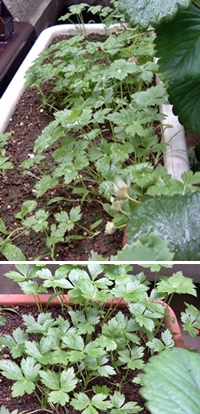 f:id:plnttr831:20120525154309j:image