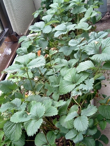 f:id:plnttr831:20120525154311j:image