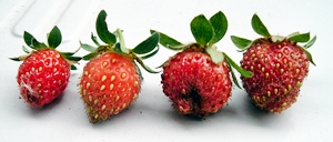 f:id:plnttr831:20120525154312j:image