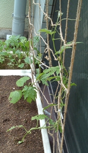 f:id:plnttr831:20120615123149j:image