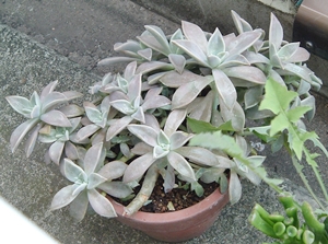 f:id:plnttr831:20121014091327j:image