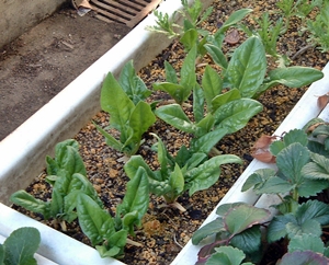 f:id:plnttr831:20130316090734j:image