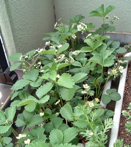 f:id:plnttr831:20130417162715j:image