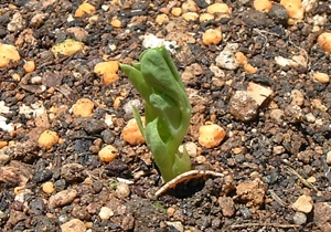 f:id:plnttr831:20130427113620j:image