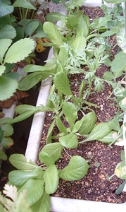 f:id:plnttr831:20130527094555j:image