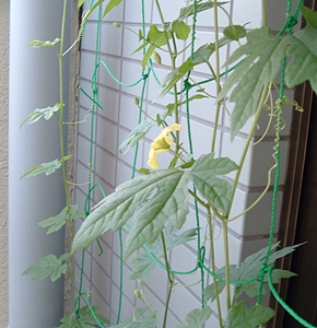 f:id:plnttr831:20130720101205j:image