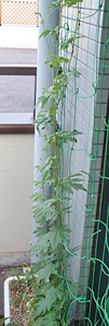 f:id:plnttr831:20130722095813j:image