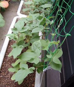 f:id:plnttr831:20130726101708j:image