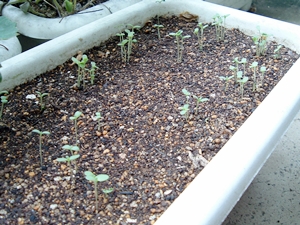 f:id:plnttr831:20131013190659j:image