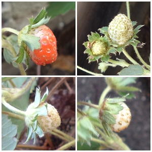 f:id:plnttr831:20131017094045j:image