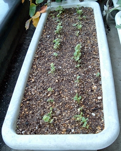 f:id:plnttr831:20131203135647j:image