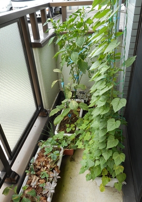 f:id:plnttr831:20150815102024j:image