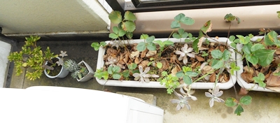 f:id:plnttr831:20150815102025j:image