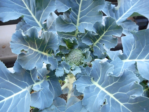 f:id:plnttr831:20160207112117j:plain