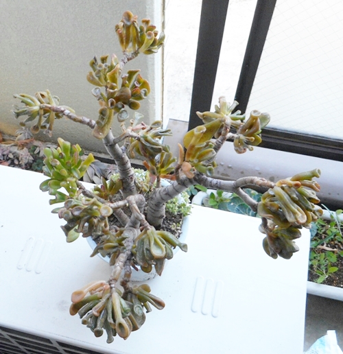 f:id:plnttr831:20160207112121j:plain